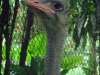 Emu-Schnabel.
