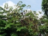 Flughunde