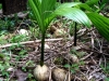 Kokospalme in Babyschuhen