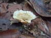 Pilz
