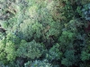 Treetopwalk