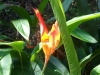Blume