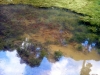 Fische